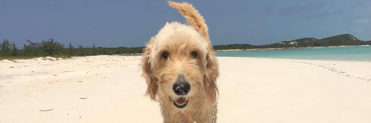 how do you get a dog license in the bahamas